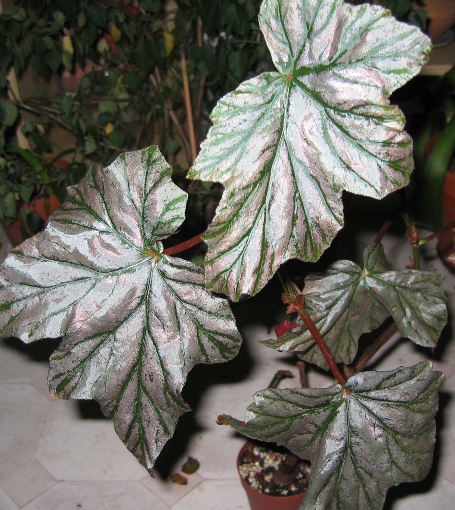 B. ‘Sussie’